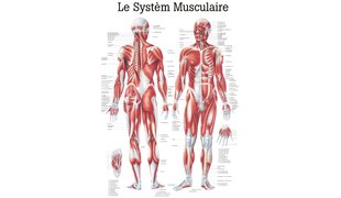 RÜDIGER Poster Système musculaire