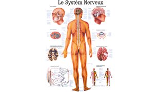 RÜDIGER Poster Système nerveux