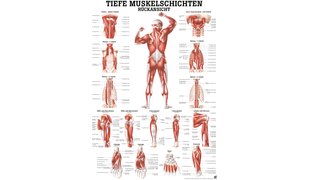 RÜDIGER Poster Couches musculaires profondes, vue arrière