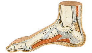 RÜDIGER Modèle d'anatomie du pied