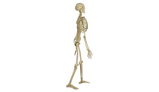 RÜDIGER Skelett Homo