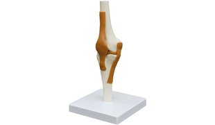 RÜDIGER Modèle fonctionnel de l'articulation du genou