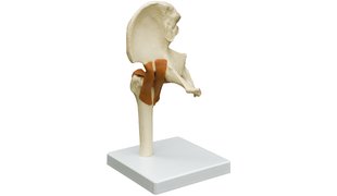 RÜDIGER Modèle fonctionnel de l'articulation de la hanche