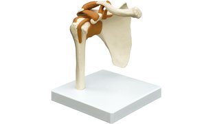 RÜDIGER Modèle fonctionnel de l'articulation de l'épaule