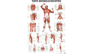 RÜDIGER Poster couches musculaires profondes, frontale