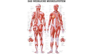 RÜDIGER Poster système musqulaire, féminin
