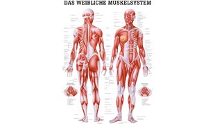 RÜDIGER Lehrtafel Muskelsystem weiblich