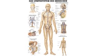 RÜDIGER Poster Système lymphatique