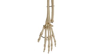 RÜDIGER Skeletthand mit Unterarmansatz