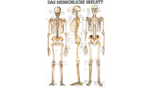 RÜDIGER Mini-Poster Skelett