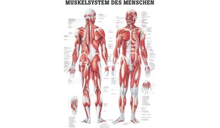 RÜDIGER Mini-Poster Muskelsystem