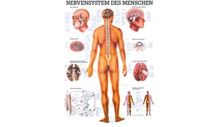 RÜDIGER Mini-Poster Nervensystem