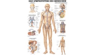 RÜDIGER Mini-Poster Lymphsystem