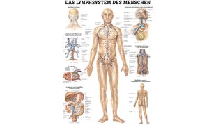 RÜDIGER Mini-Poster Système lymphatique