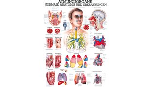 RÜDIGER Mini-Poster Atmungsorgane