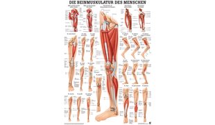RÜDIGER Poster Musculature des jambes