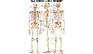 RÜDIGER Poster Skelett