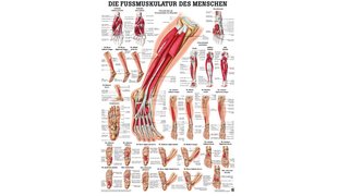 RÜDIGER Mini-Poster Fussmuskulatur