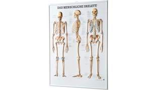 RÜDIGER 3D Relief Poster Skelett