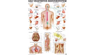 RÜDIGER Poster système nerveuse végétative