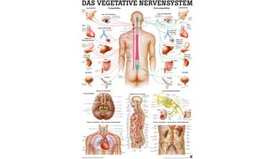 RÜDIGER Lehrtafel Vegetatives Nervensystem