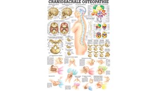 RÜDIGER Lehrtafel Craniosacrale Osteopathie