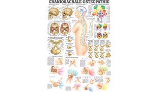 RÜDIGER Mini-Poster Craniosacrale Osteopathie