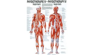 RÜDIGER Mini-Poster Physio IV