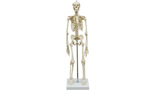 RÜDIGER Skelett mini ohne Muskelbemalung